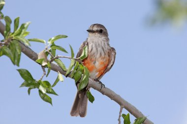 Vermilion Flycatcher (Pyrocephalus rubinus) clipart