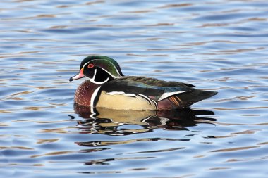 Male Wood Duck (aix sponsa) clipart