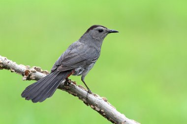 gri kedi kuşu dumetella carolinensis