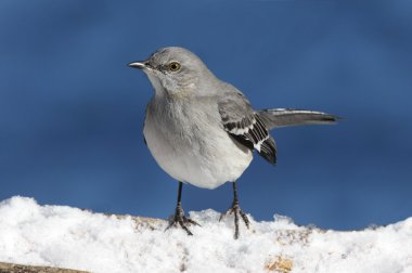 Mockingbird On Blue clipart