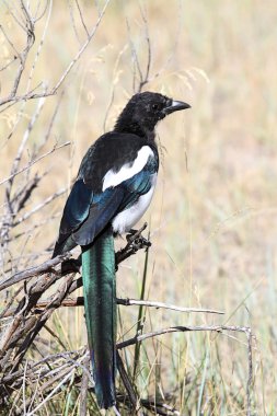 Siyah gagalı Magpie (pica hudsonia)