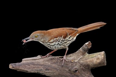 Brown thrasher siyah