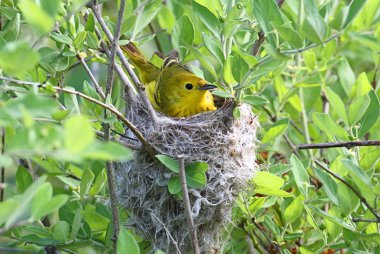 Yellow Warbler In A Nest clipart