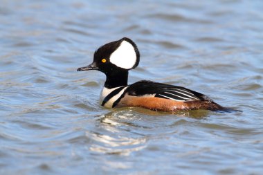 Male Hooded Merganser clipart