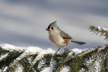 Titmouse On A Stump clipart