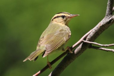 Worm-eating Warbler (Helmitheros vermivorum) clipart