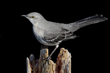 Mockingbird On Black clipart