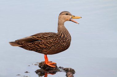 florida everglades benekli erkek ördek