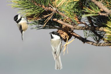 Pair of Birds on a Pine Branch clipart