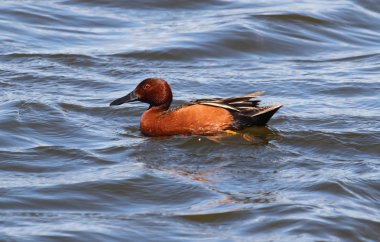 Cinnamon Teal (Anas cyanoptera) clipart