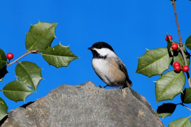 Chickadee on a Rock with Holly clipart