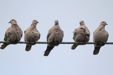 Doves On A Wire clipart