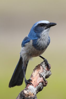 nesli tükenmekte olan florida scrub-jay
