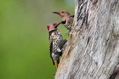 Woodpeckers building a nest clipart