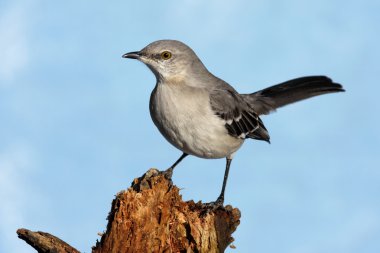 Northern Mockingbird (Mimus polyglottos) clipart