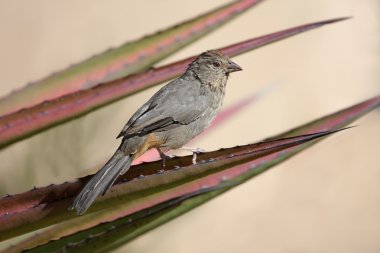 Kanyon Towhee (Pipilo fuscus)