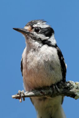 Tüylü ağaçkakan (Picoides pubescens)