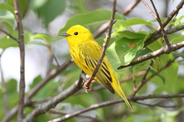 Yellow Warbler (Dendroica petechia) clipart