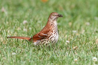 Brown Thrasher (Toxostoma rufum) clipart