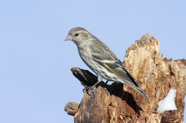 Pine Siskin On Tree Limb clipart