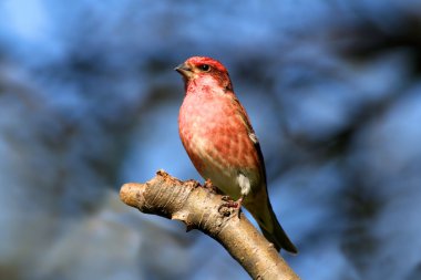 Purple Finch (Carpodacus purpureus) clipart