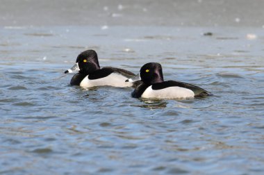 Ring - boyunlu duck