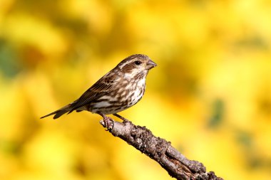 Mor Finch (Carpodacus purpureus)