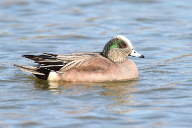 Male American Wigeon (Anas americana) clipart