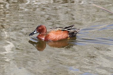 Cinnamon Teal (Anas cyanoptera) clipart