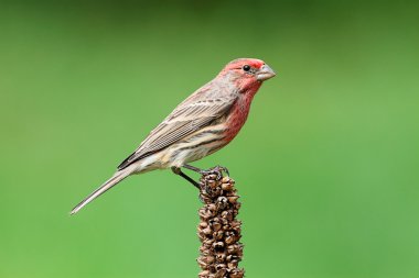 Erkek evi Finch (Carpodacus mexicanus)