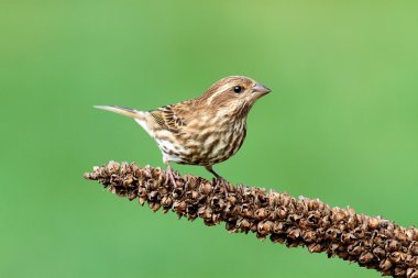 Mor Finch (Carpodacus purpureus)