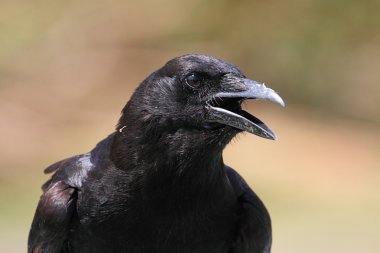 American Crow (Corvus brachyrhynchos) clipart