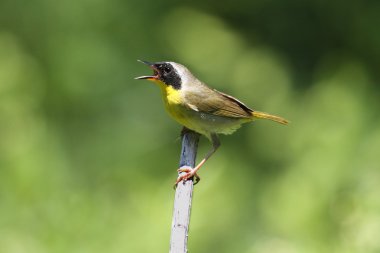 Common Yellowthroat Singing clipart