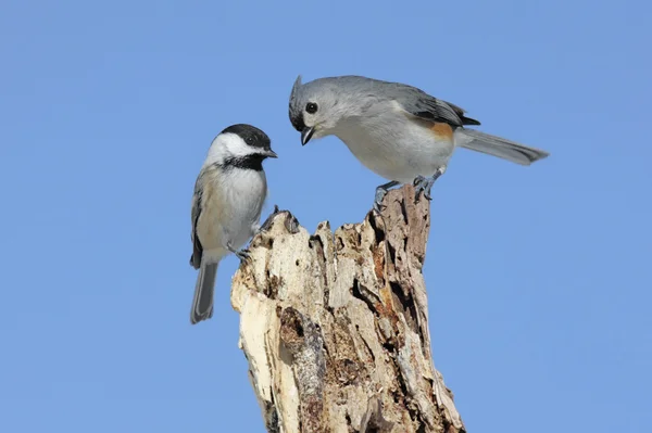 Dos pájaros en un muñón — Foto de Stock