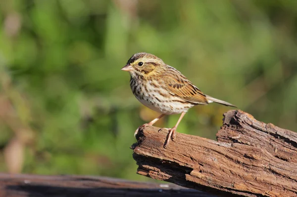 Savannah Sparrow — Stock Photo, Image
