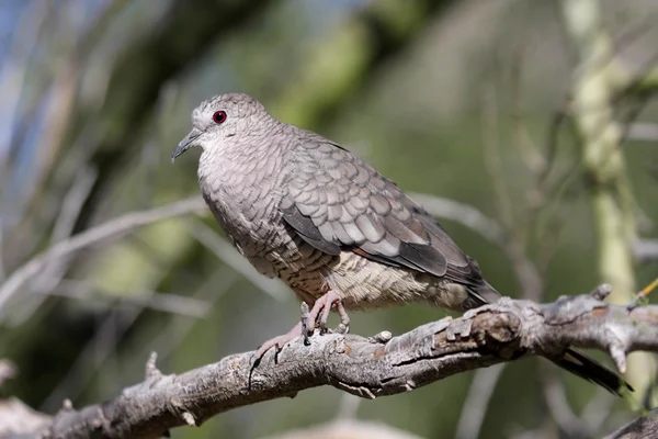 Inca Dove (Colomina inca ) — стоковое фото