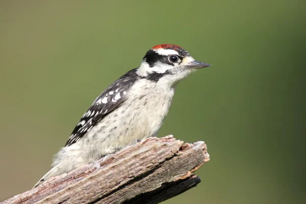 Male Downy Woodpecker (picoides pubescens) — Stok Foto