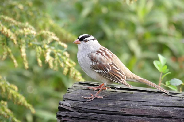 Dospělý bílý – korunované sparrow — Stock fotografie