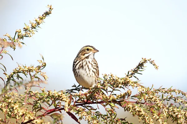 Savannah Sparrow (passerculus sandwihensis)) — стоковое фото