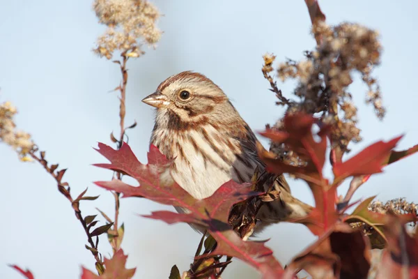 Song Sparrow (melospiza melodia)) — Zdjęcie stockowe