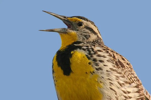 Kuş (Meadowlark) şarkı — Stok fotoğraf