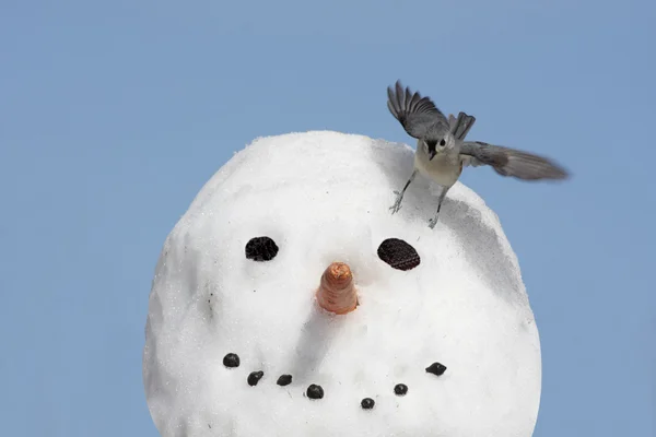 Pássaro em um boneco de neve — Fotografia de Stock