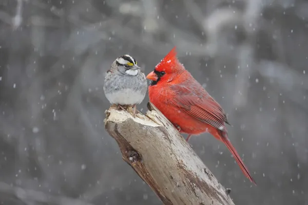 Двох птахів в снігова буря — стокове фото