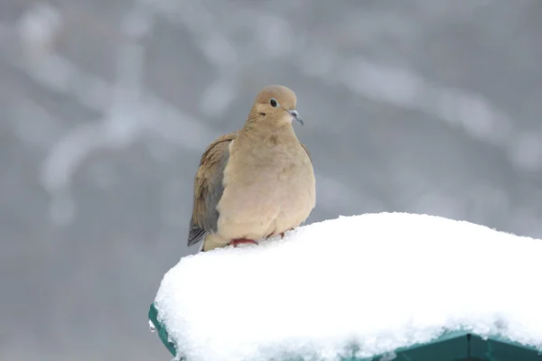 Траурный голубь в снегу — стоковое фото