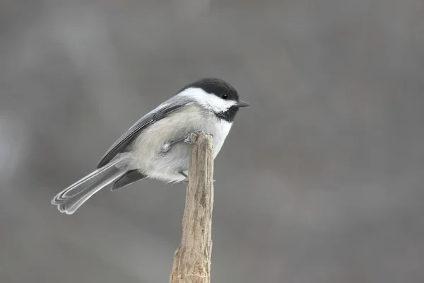 Uccello su un ceppo in inverno — Foto Stock