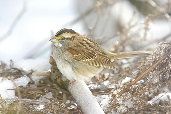 Śnieg ptak — Zdjęcie stockowe