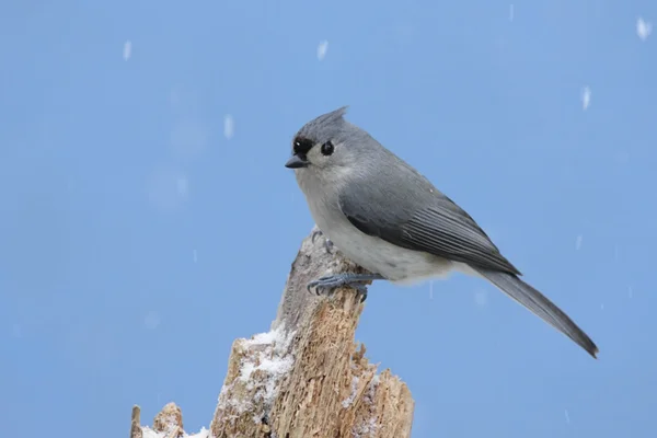 雪の嵐の鳥 — ストック写真