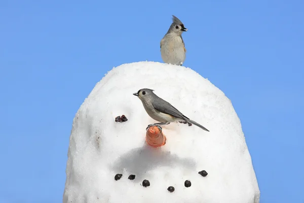 Vögel auf einem Schneemann — Stockfoto
