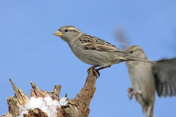 House Sparrows in Winter — Stock Photo, Image