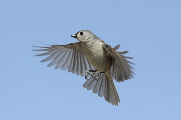 Vogel in vlucht — Stockfoto